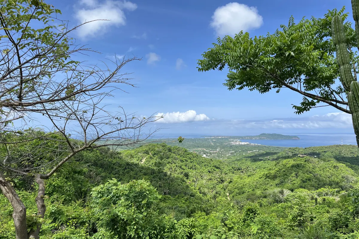 A green hillside with a cactus and leafy branches in the foreground, and a wide blue bay with a distant headland below, looking over Banderas Bay