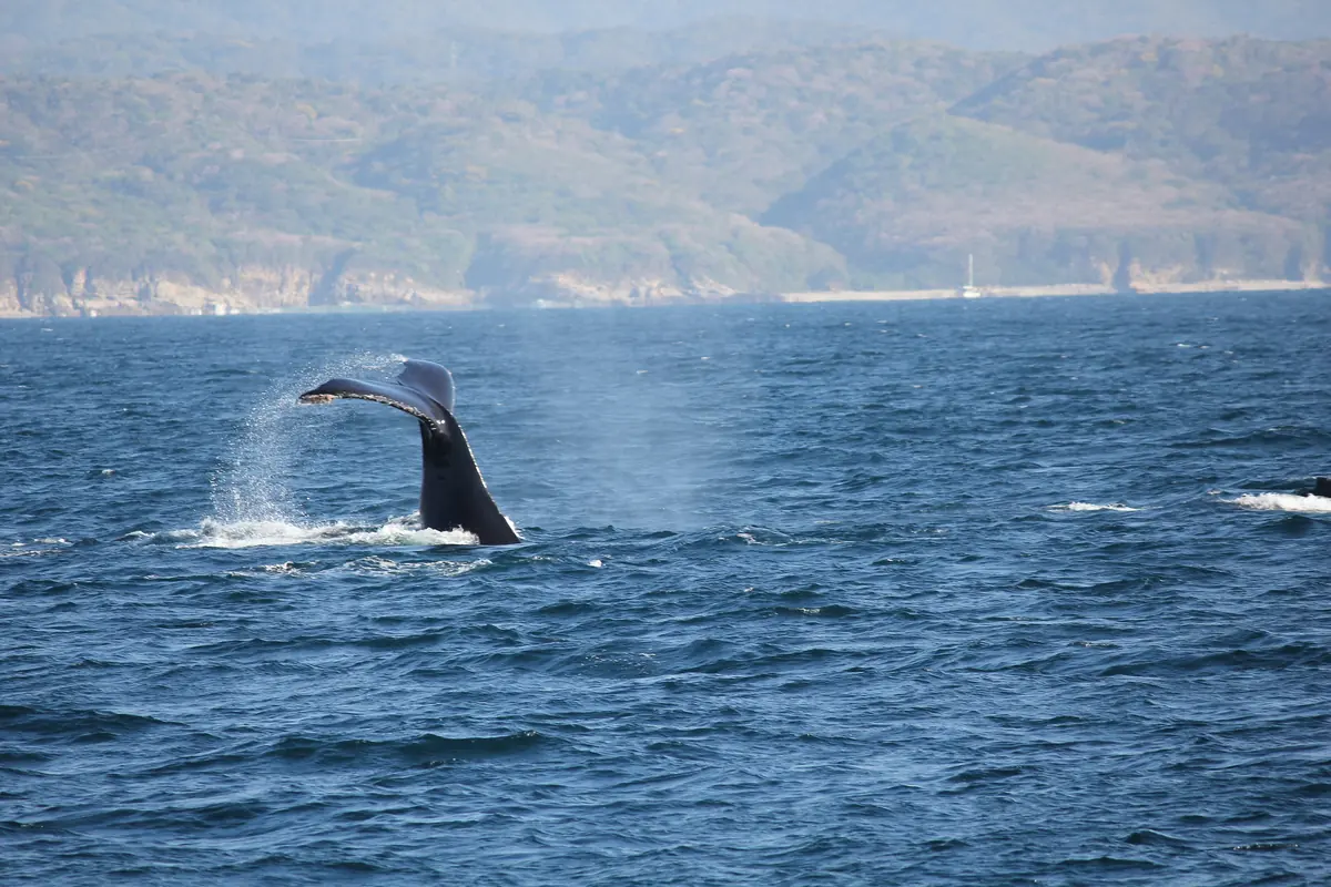 A humpback whale's tail rising out of blue water with a hazy green shoreline behind (a humpback in Banderas Bay, seen on a whale-watching trip, not from the show's boat)